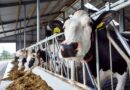 Meiji Holdings and dsm-firmenich to improve dairy sustainability with methane-reducing feed additive Bovaer®