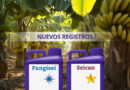 Seipasa strengthens its banana bio-protection strategy with new registrations