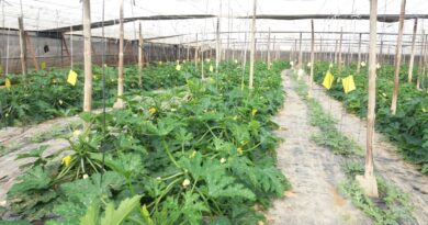 Fertigation for fresh vegetables Part 2 Planning and application BY Dr Terry Mabbett