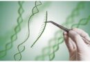 Syngenta opens rights to genome-editing and breeding technologies to boost agricultural innovation