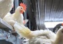 Kipster Commits to In-Ovo Sexing Technology to End Culling of Male Chicks