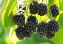 Pairwise develops first seedless blackberry with transformative CRISPR technology