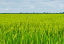Cibus Confirms Important Milestone for Nutrient Use Efficiency Trait Development