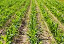 Corteva Agriscience Launches Resicore® REV Herbicide for Premier Corn Weed Control